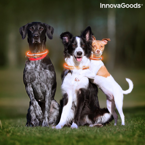 LED obojek pro domácí mazlíčky Petlux InnovaGoods