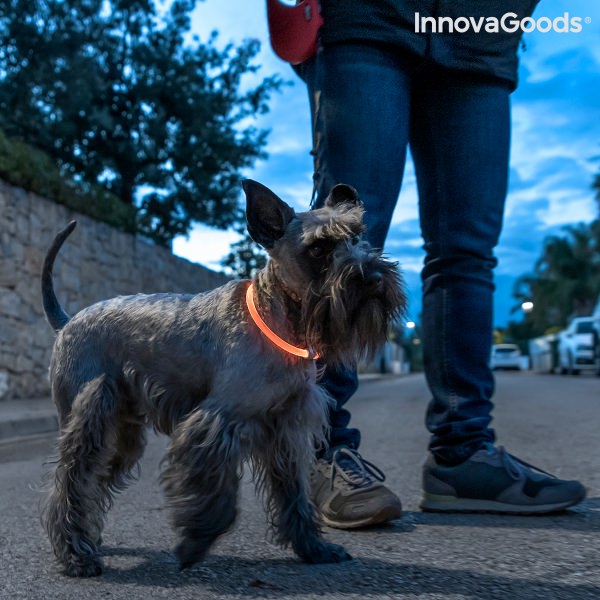 LED obojek pro domácí mazlíčky Petlux InnovaGoods